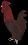 Dick Cock
